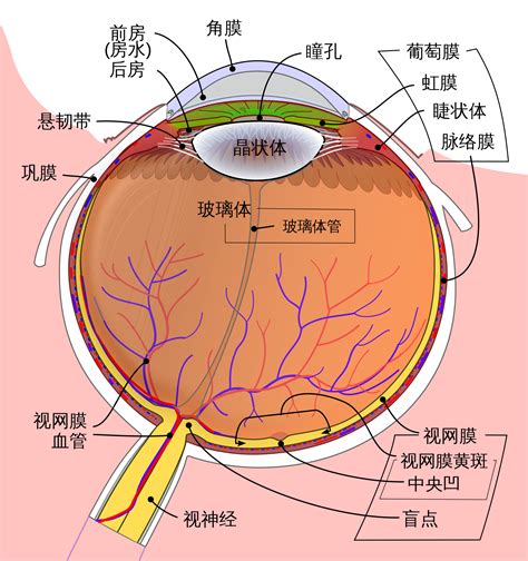 眼睛部位圖